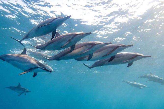 2-Hours Dolphin Excursion in Mauritius - Key points to know before booking