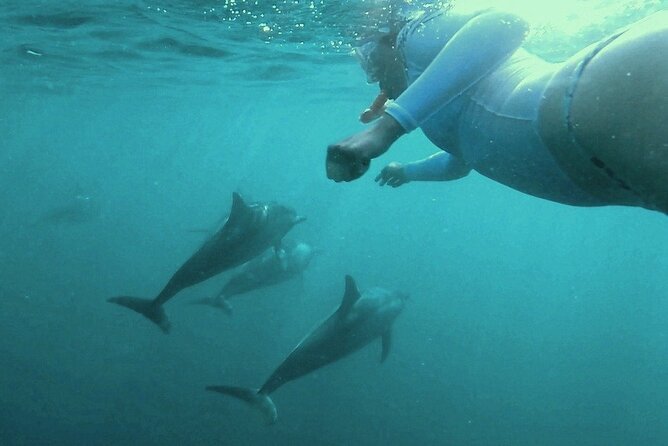2-Hours Dolphin Excursion in Mauritius - Finding dolphins in Black River or Tamarin Bay