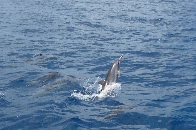2-Hours Dolphin Excursion in Mauritius - Snorkeling near wild dolphins