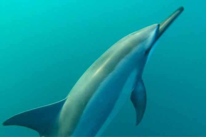 2-Hours Dolphin Excursion in Mauritius - What the two-hour schedule gives you