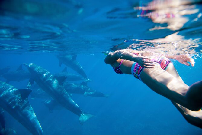 2-Hours Dolphin Excursion in Mauritius - Who should book this experience?