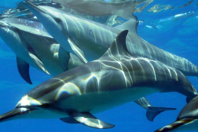 2-Hours Dolphin Excursion in Mauritius - Meeting at JPH Charters in Black River