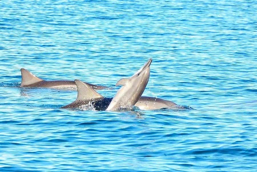 3-Day Private Tour of Mauritius with Optional Dolphin Swim - What the private driver changes