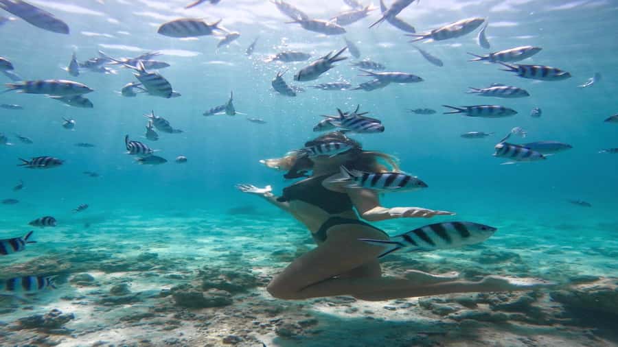 5 Islands Private Speedboat w/ Snorkeling + Lunch & Drinks - Ile aux Aigrettes and the Return via Ilot Margenie