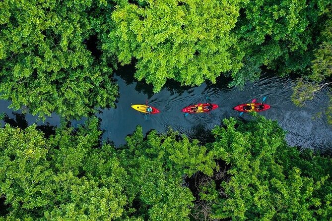Afternoon Guided Kayak Activity on the Tamarin River - Key reasons to consider this Tamarin River paddle