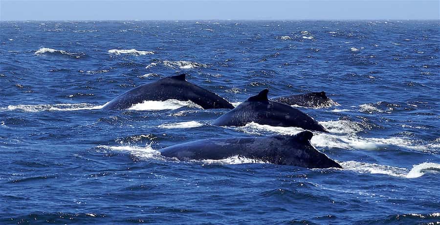 All In One- Dolphins, Whales, Snorkeling & Lunch onboard - Whale watching adds a second wildlife focus
