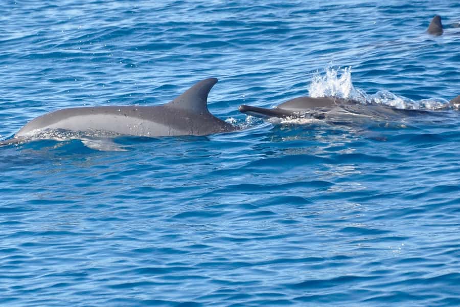 All In One- Dolphins, Whales, Snorkeling & Lunch onboard - Who will enjoy this day most?