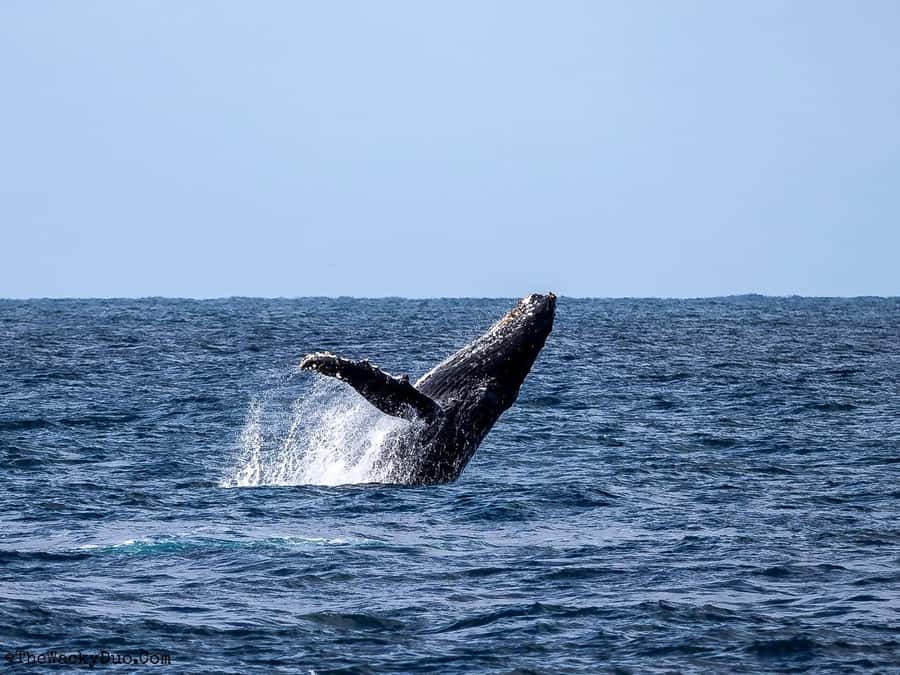 All In One- Dolphins, Whales, Snorkeling & Lunch onboard - Dolphins in their natural habitat