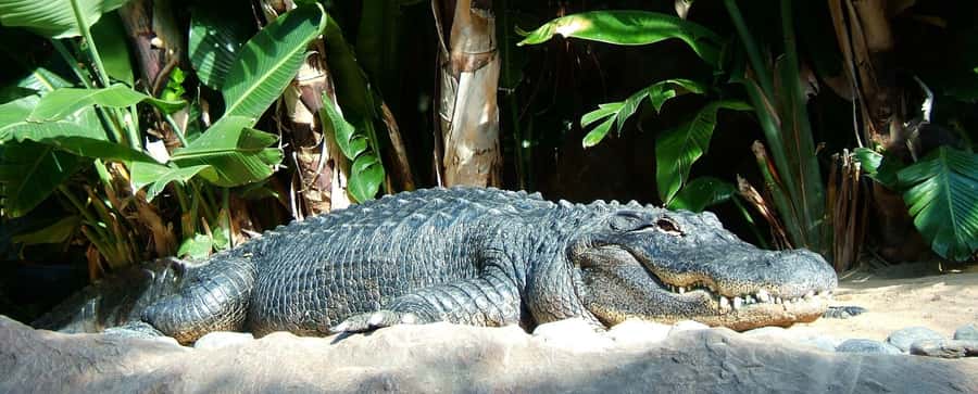 Animal & Nature Parks, Private Tour - La Vanille Nature Park and the giant tortoises