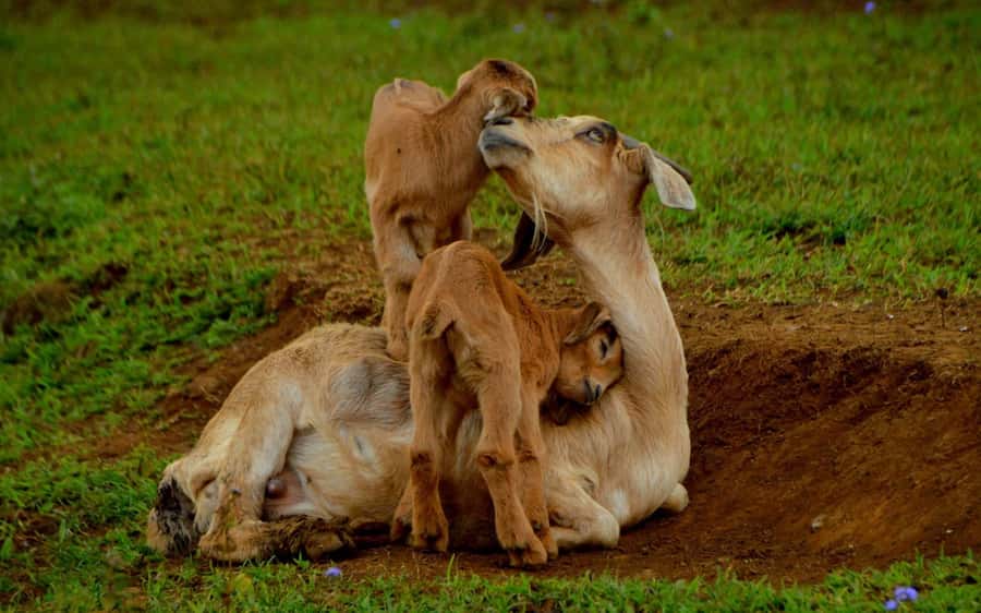 Animal & Nature Parks, Private Tour - Should you book it?