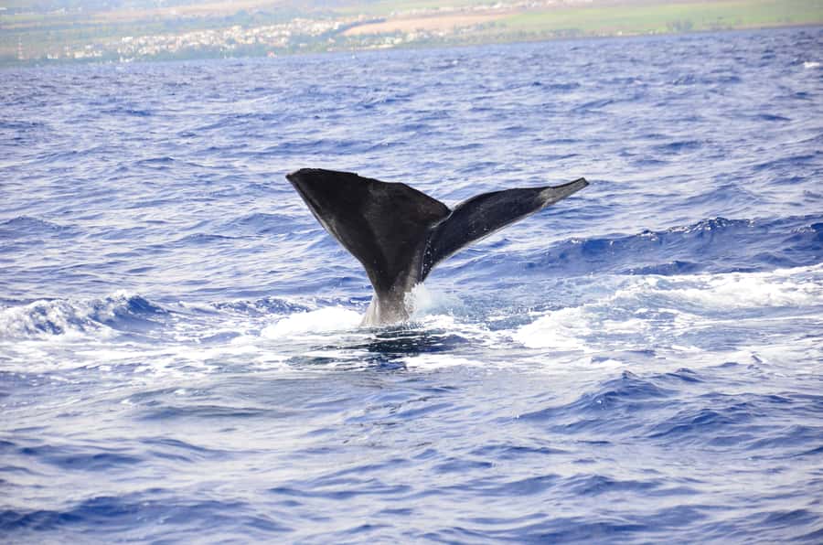 Black River: Dolphin Swim and Whale Watching by Speedboat - Key points to know before booking