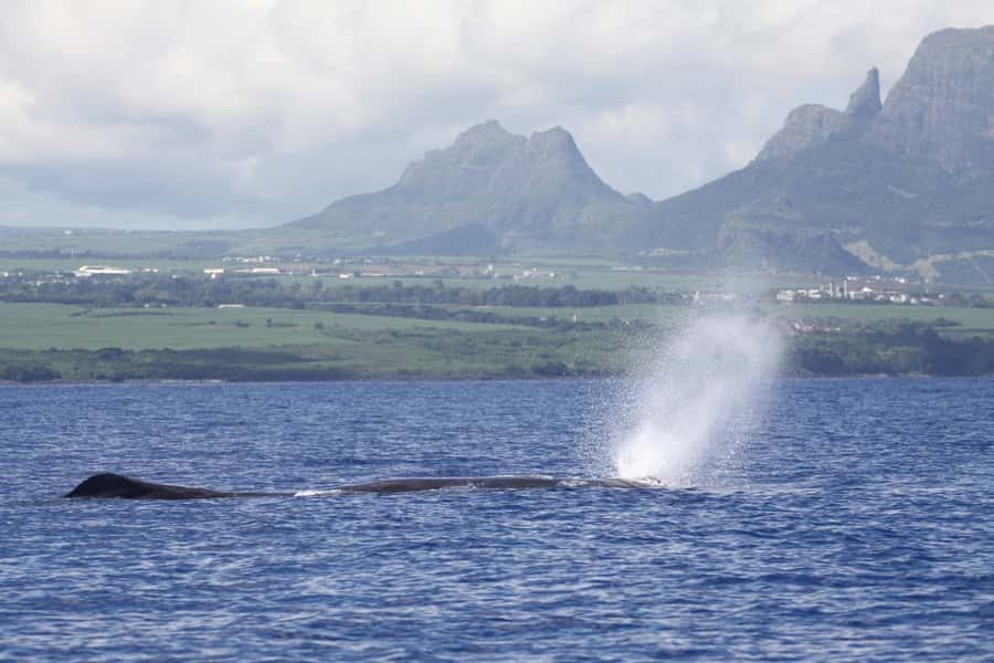 Black River: Dolphin Swim and Whale Watching by Speedboat - Leaving Grande Riviere Noire on a small speedboat