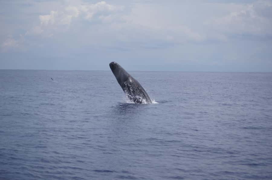 Black River: Dolphin Swim and Whale Watching by Speedboat - Swimming with dolphins in open water