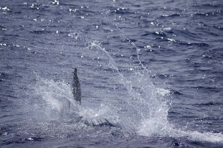 Black River: Dolphin Swim and Whale Watching by Speedboat - Who should book this Mauritius boat trip?