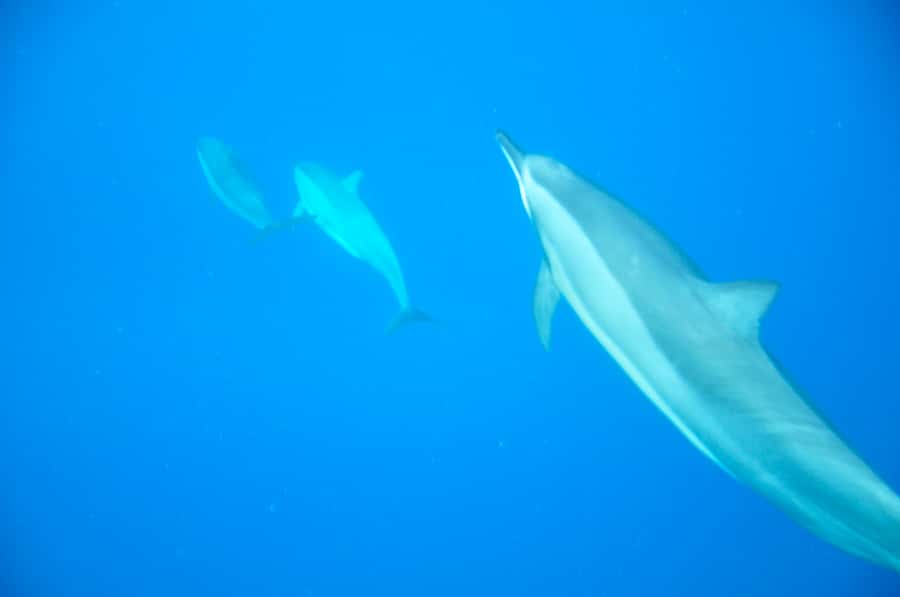 Black River: Dolphin Swim and Whale Watching by Speedboat - The wildlife briefing sets the tone