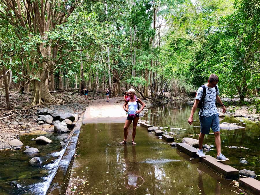 Black River Gorges National Park: Eco Adventure Day Tour - Why the route suits nature lovers