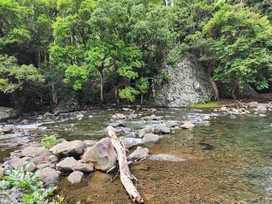 Black River: Guided Hike in the Black River Gorges Valley - Mountain views, rivers, and protected forest