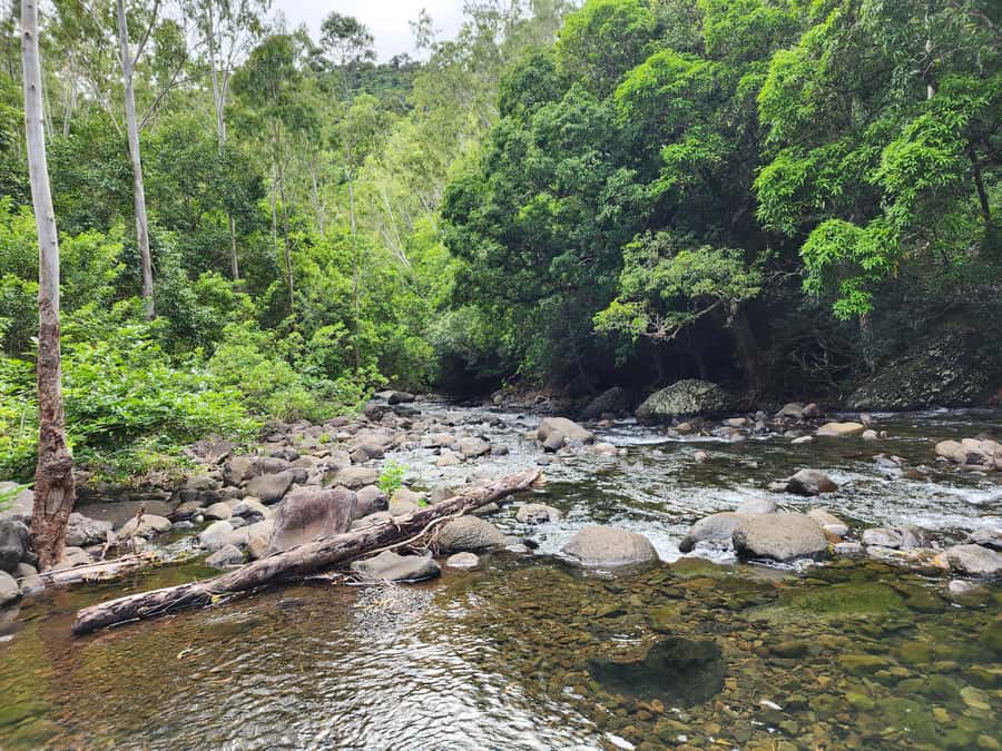 Black River: Guided Hike in the Black River Gorges Valley - Snacks, drinks, and the $76 price