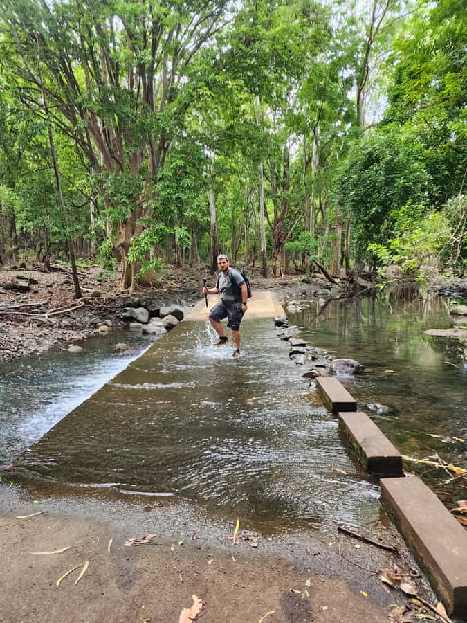 Black River: Guided Hike in the Black River Gorges Valley - The first hour: walking into the green South West