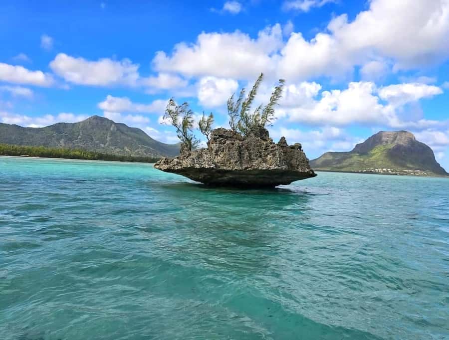 Black River: Swim with Dolphin Speed Boat Tour with lunch - Five things to know before you book