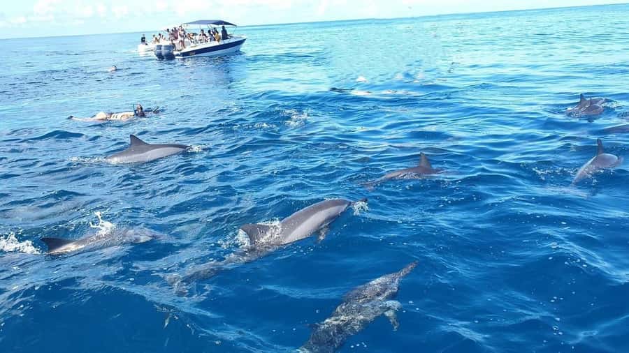 Black River: Swim with Dolphin Speed Boat Tour with lunch - Leaving Flic en Flac by speedboat