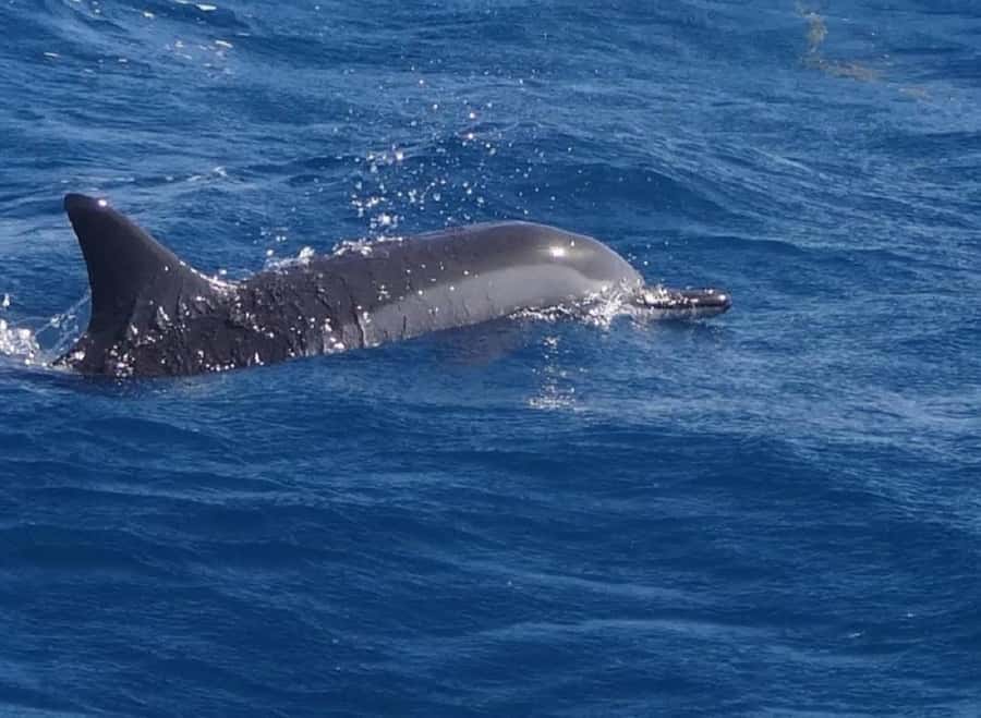 Black River: Swim with Dolphin Speed Boat Tour with lunch - Crystal Rock and the coral reef stop