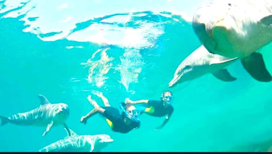 Black River: Swim with Dolphin Speed Boat Tour with lunch - How the guides affect the day