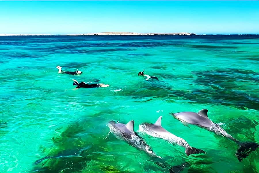 Black River: Swim with Dolphin Speed Boat Tour with lunch - Who will enjoy this trip most