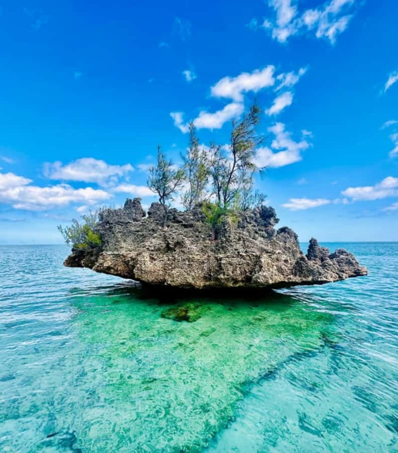 Black River: Swim with Dolphin Speed Boat Tour with lunch - Should you book the Black River dolphin tour?