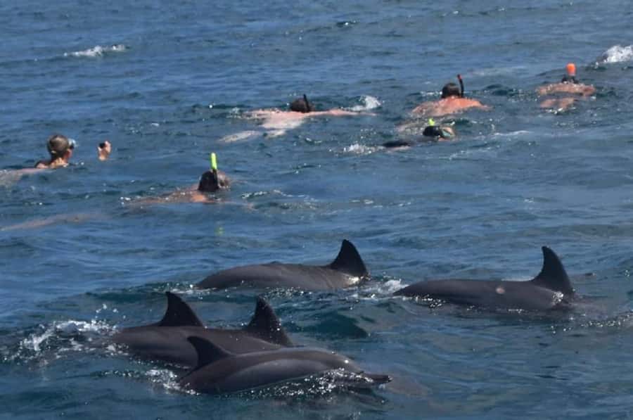 Black River: Swim with Dolphin Speed Boat Tour with lunch - Meeting dolphins in their natural setting