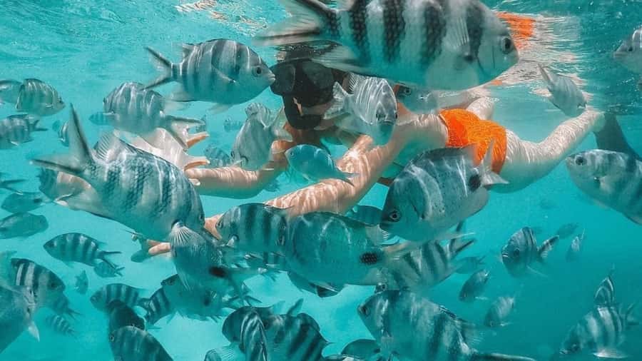 Blue Bay: Blue Bay Glass Bottom Boat Visit and Snorkeling - What this Blue Bay tour actually includes