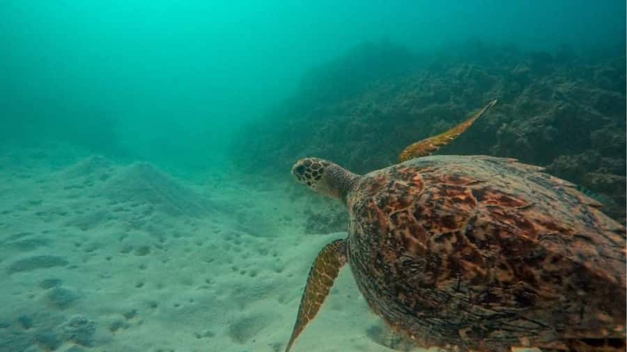 Blue Bay: Blue Bay Glass Bottom Boat Visit and Snorkeling - The $28 price and overall value