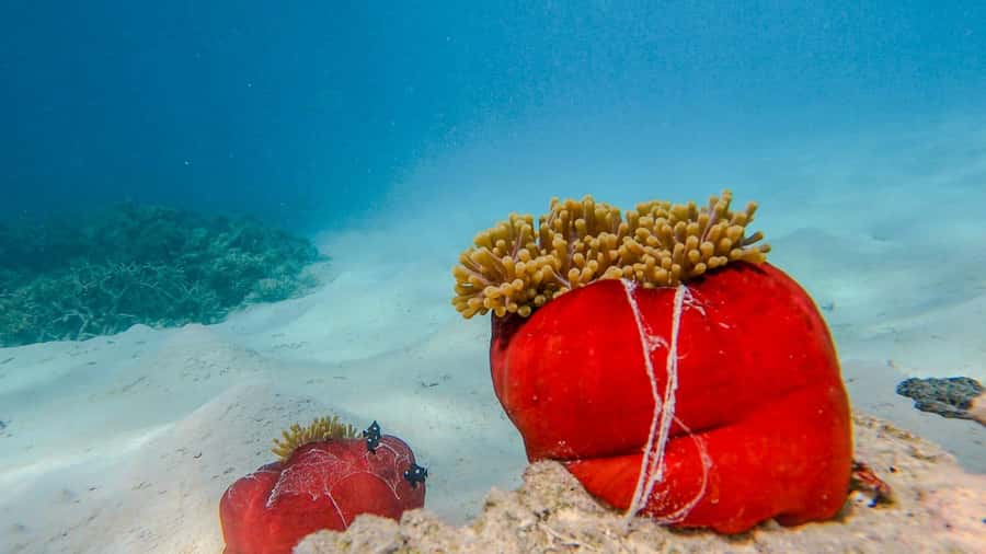 Blue Bay: Blue Bay Glass Bottom Boat Visit and Snorkeling - Who should book this outing?