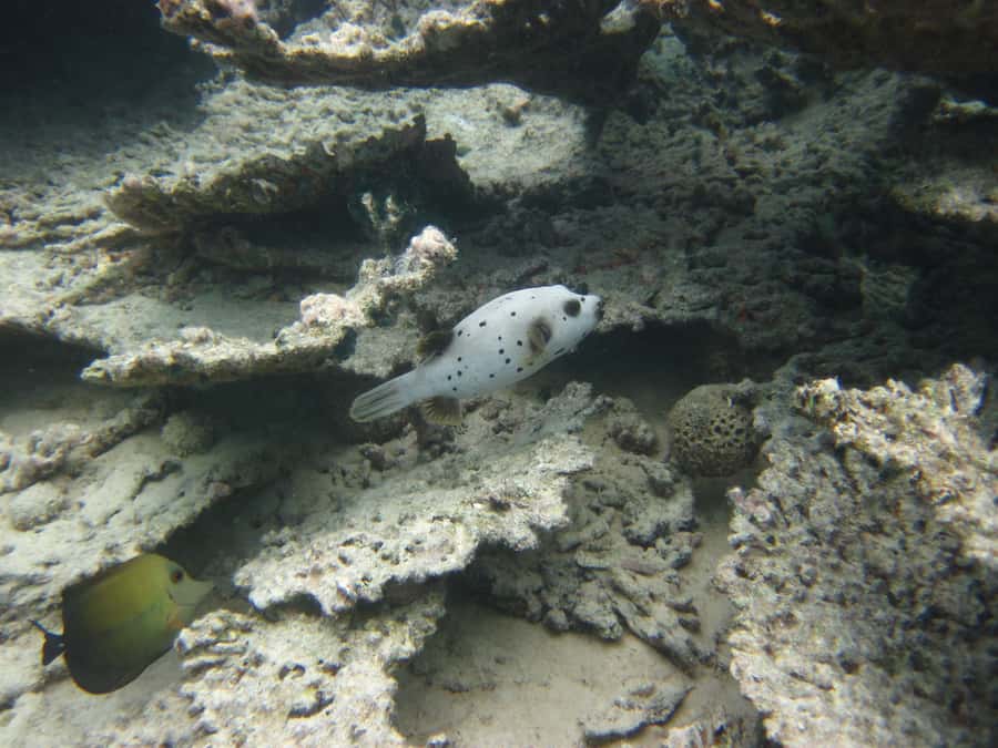 Blue Bay: Half-Day Snorkeling Trip with Creole Picnic Lunch - First snorkeling stop: fish, coral, and changing conditions
