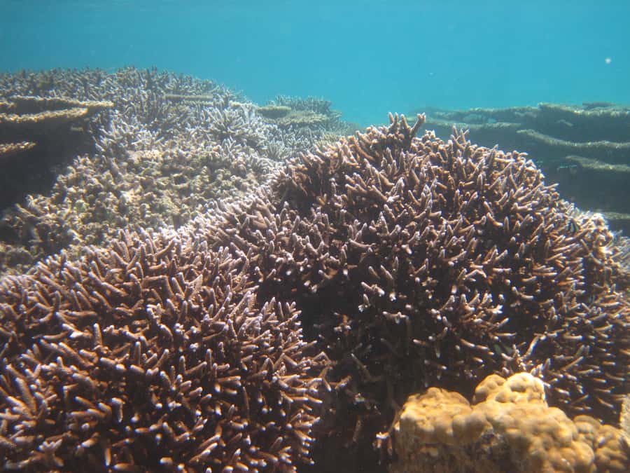 Blue Bay: Half-Day Snorkeling Trip with Creole Picnic Lunch - The second snorkeling session and possible bonus time