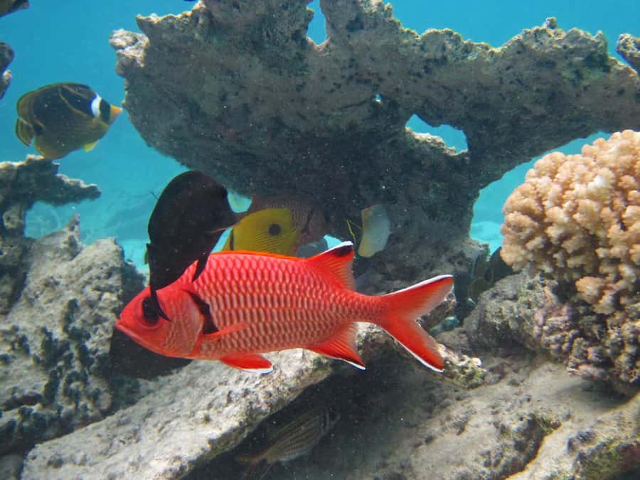 Blue Bay: Half-Day Snorkeling Trip with Creole Picnic Lunch - Finding the beach meeting point