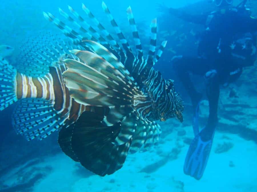 Blue Bay: LEARN TO DIVE TODAY with CORAL DIVING Team - What this Blue Bay scuba introduction really offers