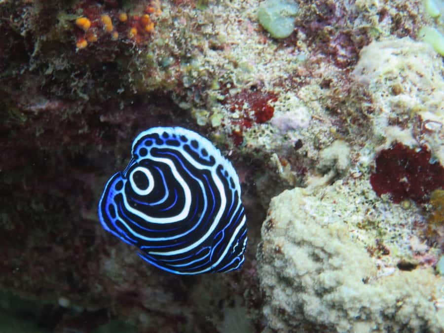 Blue Bay: LEARN TO DIVE TODAY with CORAL DIVING Team - The supervised open-water session