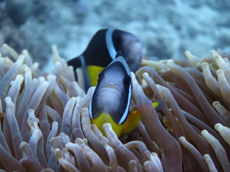 Blue Bay: LEARN TO DIVE TODAY with CORAL DIVING Team - The value of the $176 price