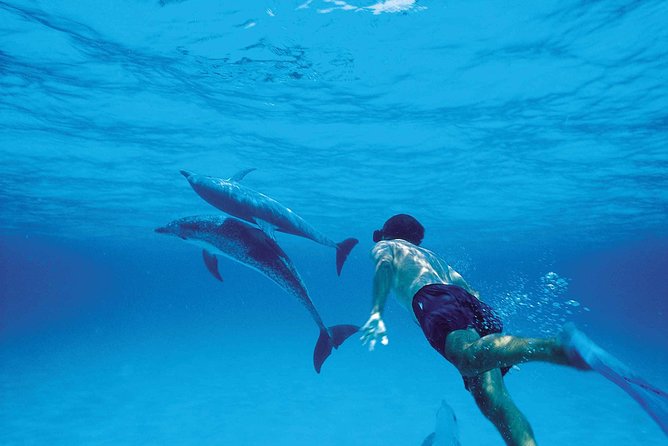 Catamaran Cruise to Ile Aux Bénitiers: Dolphin watch, Crystal Rock & Transfer - Starting before sunrise in eastern Mauritius