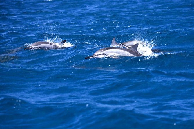 Catamaran Cruise to Ile Aux Bénitiers: Dolphin watch, Crystal Rock & Transfer - Setting out from Rivière Noire and Tamarin Bay