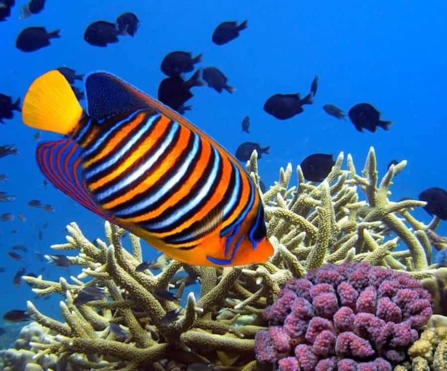 Catamaran Mauritius Cruise in the North Coasts - Coin de Mire, the final natural aquarium