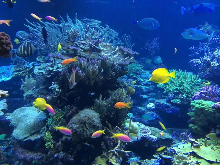 Coin de Mire 2-Hour Private Snorkeling Trip - Key points to know before booking
