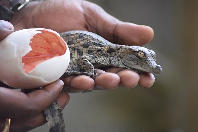 Crocodile Nature Park - Key points to know before booking