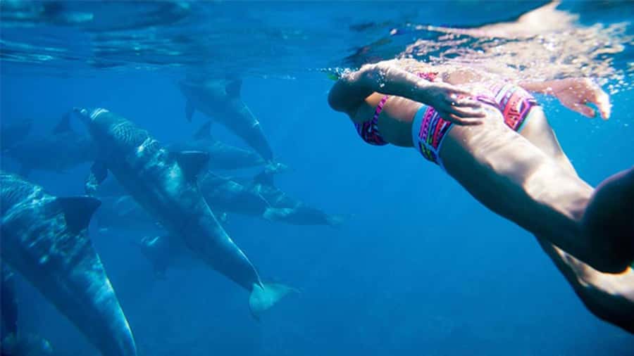 Discover Mauritius: Dolphin Watch, Snorkeling, BBQ Lunch - Setting out from Black River