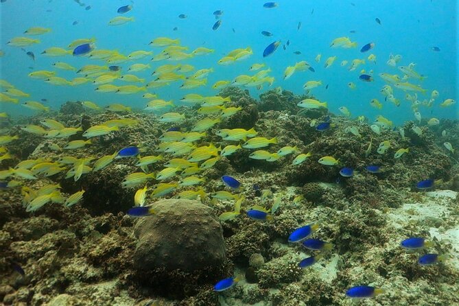 Discover Scuba Diving in Mauritius - Who should book this experience?