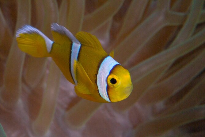 Discover Scuba Diving in Mauritius - Shallow water practice at 0.6 to 1.8 meters