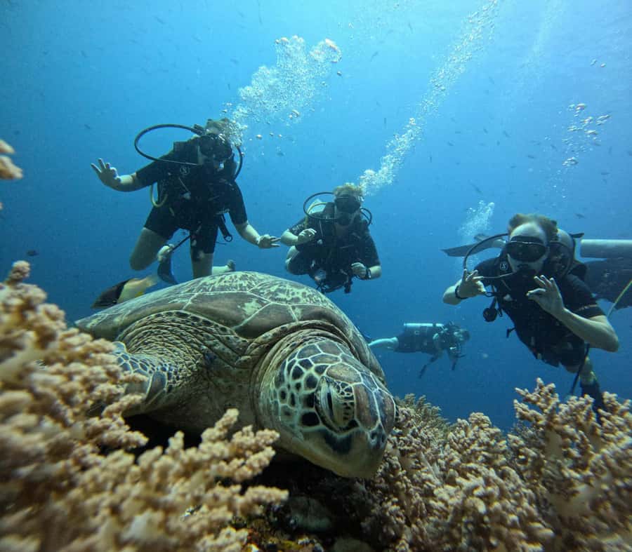 Discover Scuba Diving in the North of Mauritius - Key Points To Know Before You Book