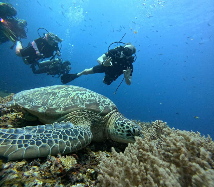 Discover Scuba Diving in the North of Mauritius - Pool Practice Before the Open Sea