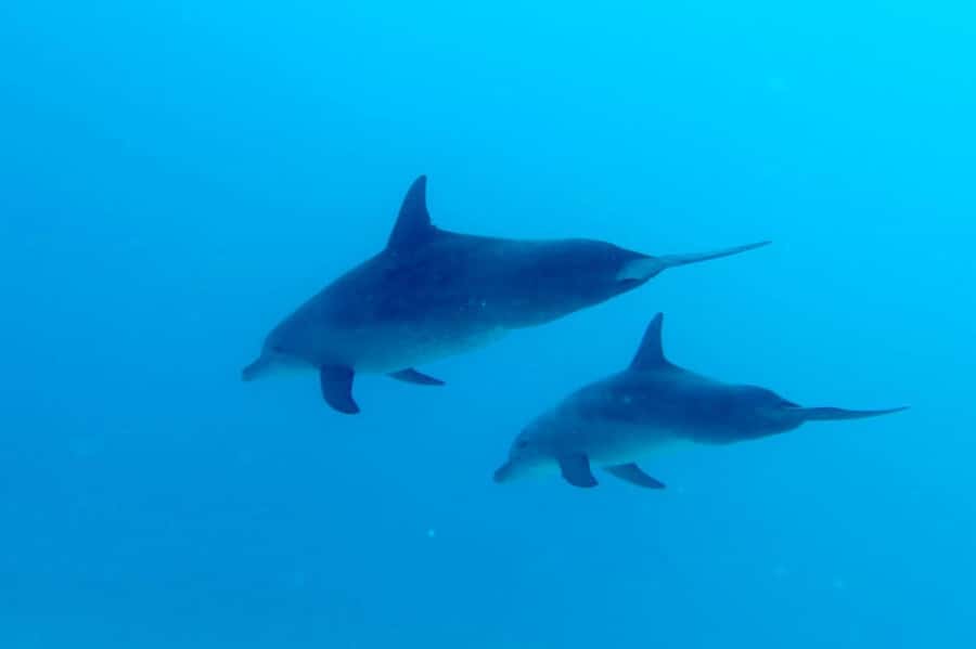 Discover Scuba Diving in the North of Mauritius - Your First Lesson: Equipment, Signals, and Safety